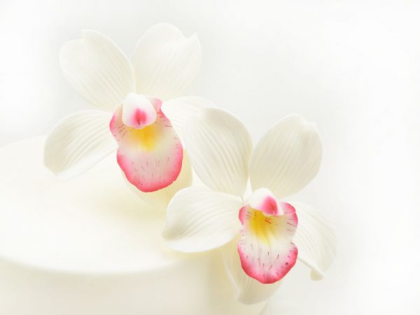 Cake-Masters Feinzucker Blüten Cymbidium Orchidee 2er