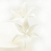 Cake-Masters Feinzucker Blüten Tiger Lily White 2er