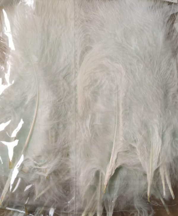 IMG-20251117-WA0050 5 Federn, 10-15 cm, Pastelgrün