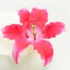 12732_CM127320 Cake-Masters Feinzucker Blüte Lily dark pink